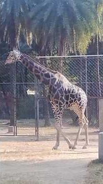Giant Giraffe View #wildlife #viral #shortsfeed #viralvideo