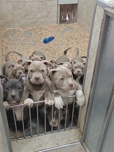 invazia american bully pocket bloodline bigdogs Romania kennel big muscle big head big bones big chest big sholders functionality and very healty dogs this îs Bigdogs Romania Kennel one of the Best kennel în the world