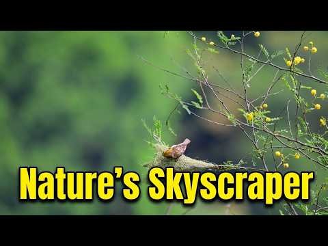 Animal Architecture Explained: Engineering Marvels in the Wild