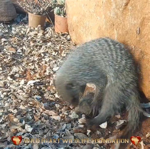 Banded Mongoose showing off his egg-breaking skills. This is a prime example of tool use (a characteristic of highly intelligent animals), using a hard surface to crack open the eggs/snails etc. It's learned behaviour, taught by elders to young ones, not necessarily instinctive. It's just one of the things to consider during rehabilitation of mongooses, in order to give them all the skills required for survival in the wild. At least one elder needs to have this knowledge in order to pass it on. 