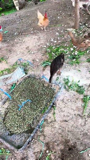 Most of the deformed and disabled fish fry have been fed to chickens and ducks! #fish #koi #fishing