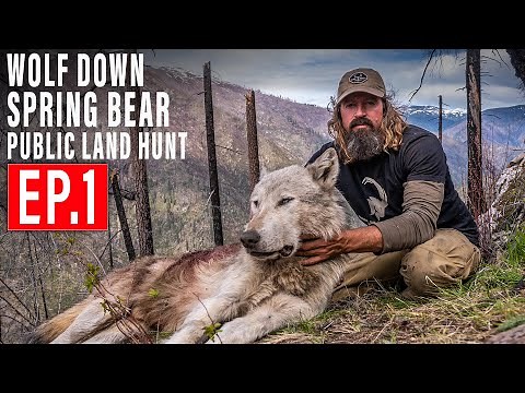 WOLF DOWN! BEAR HUNT 4K | EP 1 | PUBLIC LAND
