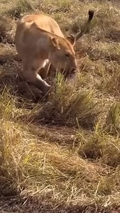 One lioness with a young warthog, batting and circling as if it were a game. But in the wild, play often carries a darker purpose it’s practice, patience, and instinct at work. Soon, another lioness arrives with a different intention: to claim the meal. These raw and powerful moments remind us why the Serengeti is unlike anywhere else on earth. Book your safari with African Passion Adventures now. Contact ✅ DM: @african_passion_adventures_ ✅ Email: info@africanpassion.co.tz ✅ WhatsApp or Call: 0
