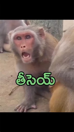 Aadi Adi on Instagram: "Theesey...#monkeycomedy #animalsfunnydub #comedyreels"