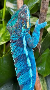 Loving the beautiful blue hues on this panther chameleon at @chameleon_dad! 💙 TRR is made possible by @chewy #pantherchameleon #furciferpardalis #chameleon #lizard #reptile #reptilepets #reptilefanatics #reptilekeeper #herpetology #herpetoculture #thereptilereport #thereptilereportofficial | The Reptile Report