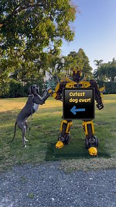 1K views · 88 reactions | We accomplished the impossible. We found the cutest dog ever! 來 | Archie the Great Dane | Facebook