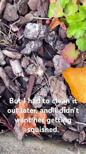 The most cat-faced, Cat Face Spider I have ever seen!