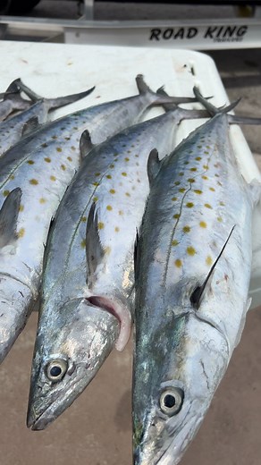 118K views · 2.1K reactions | When you leave ‘em chewing’! | Darcizzle Offshore | Facebook
