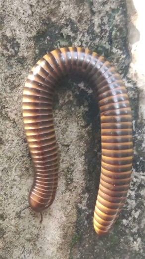 Amazing i Found big larvae in tree | Catch Big Bug And Hundred Red Millipedes, Larvae, Larva Worm