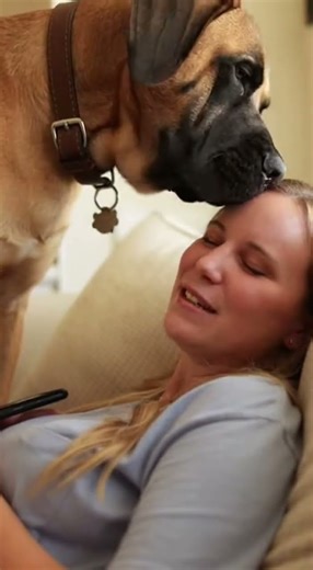 Unconditional love forever See the cutest golden retriever moments #goldenretriever #doglover #pet