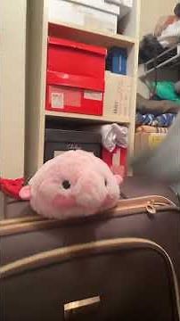 SB Short: Shark Puppet’s Sandwich! #shorts