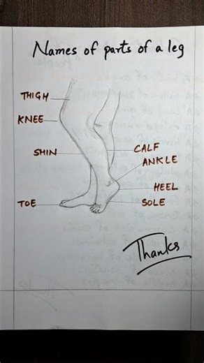 18 October 2025 Vocabulary for the parts of leg | Know yourself better | Body Part Names | Shorts