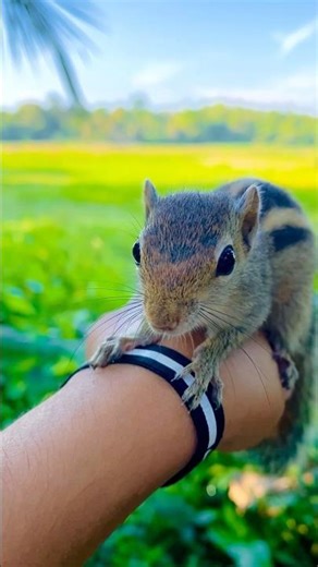 Baby Squirrel Close-Up 🐿️💖 | Cute & Curious Moments with Ruby #squirrelfriend