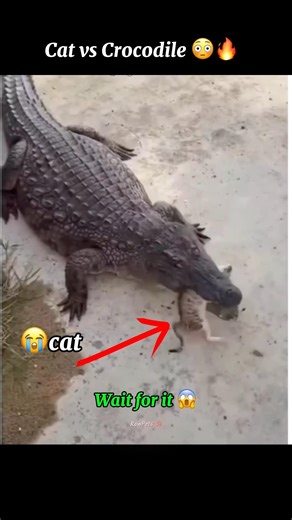 cat vs crocodile | cat vs crocodile fight 🔥🥵