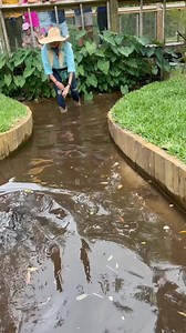 Jaws the Alligator coming’ in Hot‼️‼️‼️#gatorland #alligator #snacks #ACS9fXOqWRw | Wanderer
