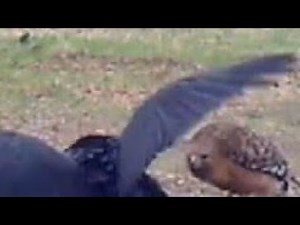 Red-shouldered hawk fights raven