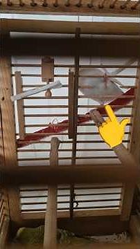 kuşumuz yuvayı kırıp nasıl kaçtı izleyin!