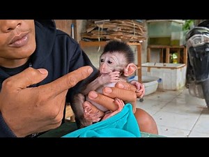 THIS TINY BABY MONKEY FROM JAVA ISLANDS IS THE BIGGEST