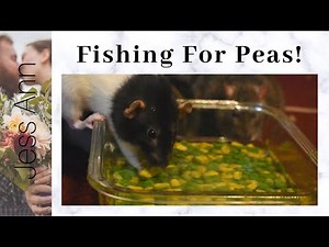 Rats Pea Fishing | How to Keep Your Rats Cool in Summer | Fun and Cute!