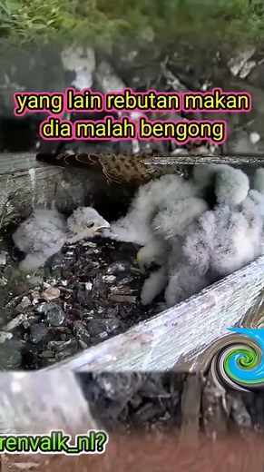 He looked confused #animal #pets #alamliara #fblifestyle #birdinnest #burungdisarang #naturelife #motherbird #wildlife #birdlovers #birdnest #babybird #birdsounds #nature #birdsofinstagram #littlebird #bird #birdlife #babybird #naturelover #birdwatching #lifewithbird #reviewbirdnest #lifewithbirds #sriram #cinderella #rain #day22 #nestbird #nesbox sumber asli video ada disini :ytb/@torenvalk_nl? chanel yutb video ini di ambil dari sini:yutb/@torenvalk_nl? Chanel yotb DI EDIT OLEH:admin Pengisi s