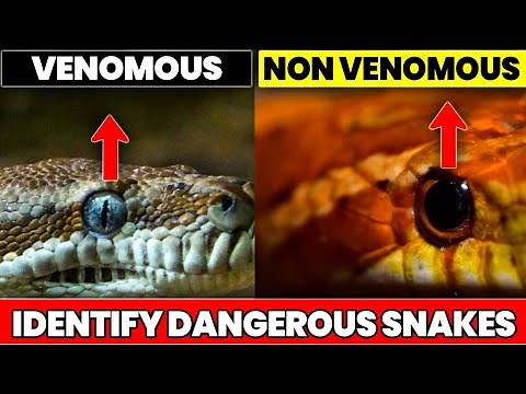 Venomous vs. Non-Venomous: How to Identify Dangerous Snakes