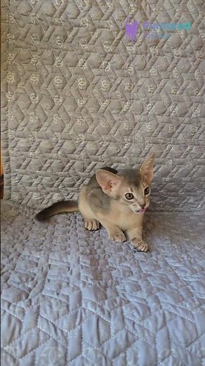 Meet Henry: Playful Abyssinian Kitten 💙 Blue Beauty! #Abyssinian #ActiveKitten #BlueCat