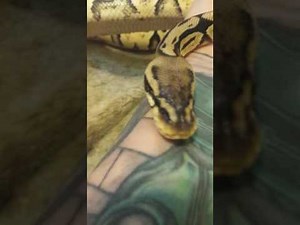 Ball Python with a Respiratory Infection