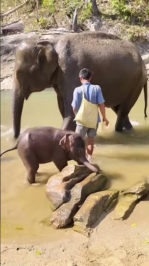 Cutest Baby Elephant Playing With Caretaker | Adorable Bath & Playtime Moments 💕| #shots