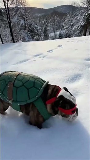 Teenage Mutant Ninja BULLDOG! 🐢 #englishbulldog #funnydogs #funnypets