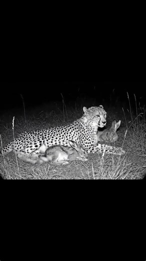 Unbelievable! Leopard & Hares Sleeping Together? 🐆💤 AI Nature Wonders