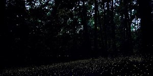 Lottery opens to see synchronous fireflies in SC