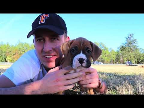 WE GOT A BOXER PUPPY! - From 6 weeks to 6 months!