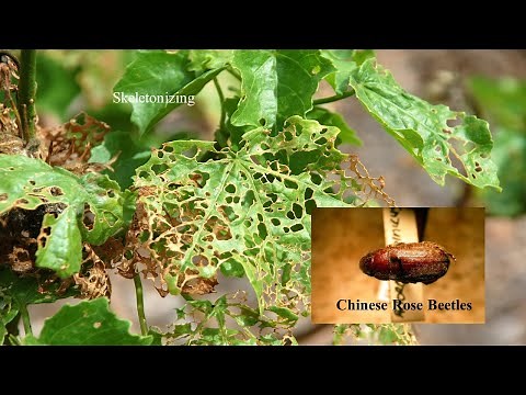 Chinese Rose Beetle Control Strategies