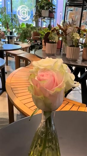 An afternoon spent at the Japanese Tea Garden. We also walked through SF Botanic Garden and Blue Heron Lake, all of this is part of the Golden Gate Park. I booked an hour foot massage sesh after at U Massage 5 mins away and paella to end the day. #sanfransisco #japaneseteagarden #japanesegarden #japanesemaple #afternoontea #goldengatepark | Tina Madison