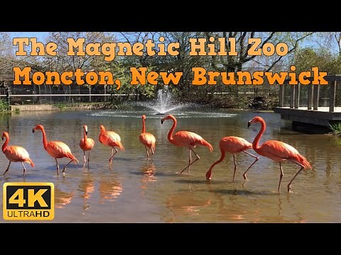 Scenic Tour of the Magnetic Hill Zoo in Moncton, New Brunswick! 4K Travel Tour & Review