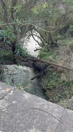 15 Seconds With a Fallen Tree Over a Bubbling Brook (in the UK!)
