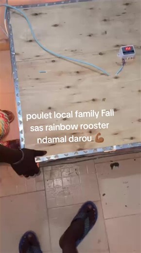 poulet local family Fall sas rainbow rooster