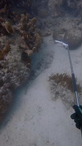 92 reactions | Sometimes, you have to make do with what you got! @ethanyeo1 using a lobster snare to snare a flathead! Awesome video! . Neptonics #Oceanborn #builtforadventure . . #spearo #spearfishing #apnea #freedive #deep #ocean #reef #snare #lobster #lobstersnare #bottomfish #fresh #seafood #bluewater | Neptonics Spearfishing | Facebook