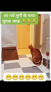 380K views · 10K reactions | Prenk karungi aaj #animal #funny #funnyvideo #shortvideos #comedyvideos #trending #video #viral #shorts #ytshorts | Surya Fan Club | Facebook