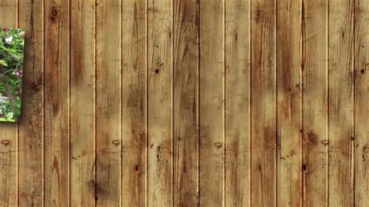 Akebia Quinata | Chocolate Vine | Fiveleaf Akebia | 5 Seeds - Etsy