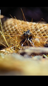 111K views · 859 reactions | Snake  vs Rat  #animals #nature #wildlife #animallover #wildanimals #snake #rat | Wildlife Life Two | Facebook