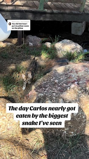 The Day Carlos Almost Got Eaten by a Massive Python