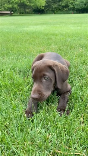 8.7K views · 108 reactions | What is the most amazing thing about dogs bred to hunt and run competitions is that they go from your sweet, small puppy love into full Chocolate Monster in a blink of an eye - genetics is a hell of thing! Yogi as a pup, and Yogi as a beast! When the breeding is  #yogi #fielddoglife #labpuppy #chocolatelab | Field Dog Life | Facebook