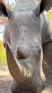 There is nothing quite like spending quality time with a wide-lipped rhino - so easy to see why they are so named, the square wide mouth shows off their perfect grazing status! 🦏🌍 | Reilly Travers