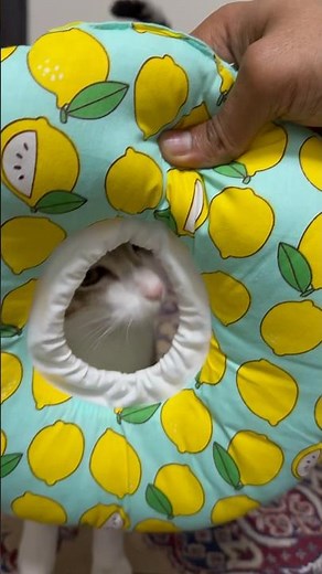 How to put a cone on your cat. Simple: with beef jerky 🥩🤣 #cat #comedy #viral