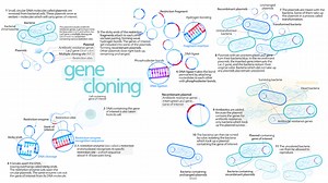 In this video, I explore different types of modern biotechnology, including techniques that modify an organism's genome or create entirely new genes and life forms. https://youtu.be/pLaUUlJvhfY #science #biology #CRISPR #GMO #technology | Math Easy Solutions