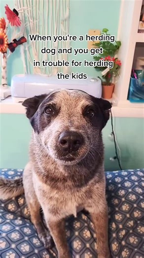 Understanding Herding Behavior in Blue Heeler Dogs