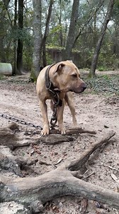 57K views · 57K reactions | HAPPENING NOW: Our Animal Rescue Team is on the ground in northern Florida assisting law enforcement with an alleged dogfighting bust across multiple properties. Thanks to supporters like you, we can show up—ready to rescue, ready to save lives. Donate NOW to help us rescue these dogs and support all our lifesaving work! | Humane World for Animals | Facebook