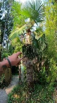 Do you need to Winterize Palm trees planted 45 years ago?