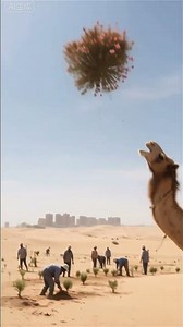 Camels planting flowers, rare sightings, wonderful moments, desert, AI creation wave plan, boo abs
